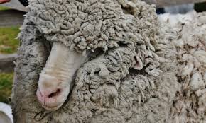 Wool yarn prepared as a weaving raw material
